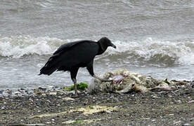 Black Vulture