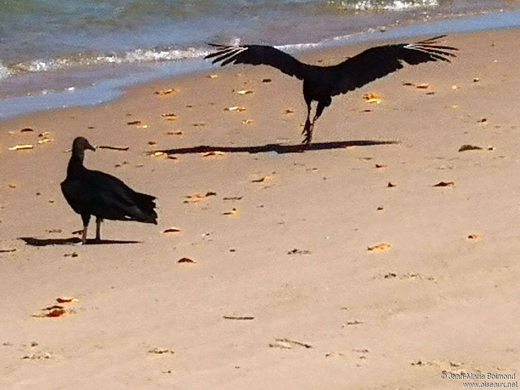 Black Vulture