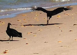 Black Vulture