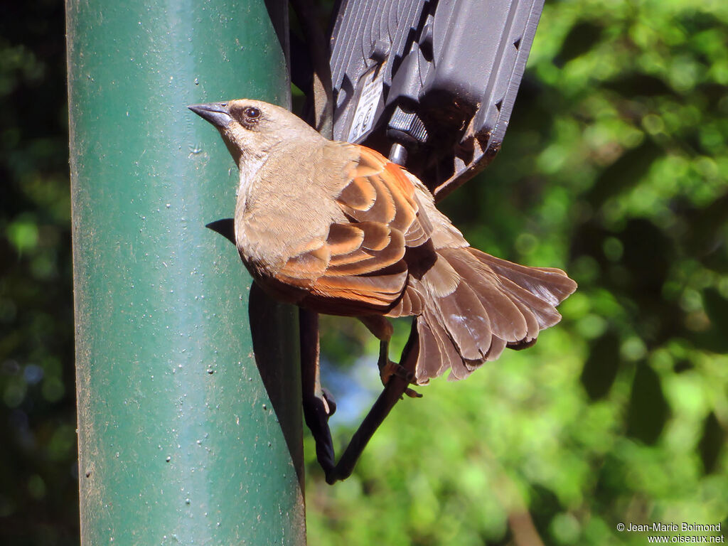 Greyish Baywing