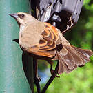Vacher à ailes baies