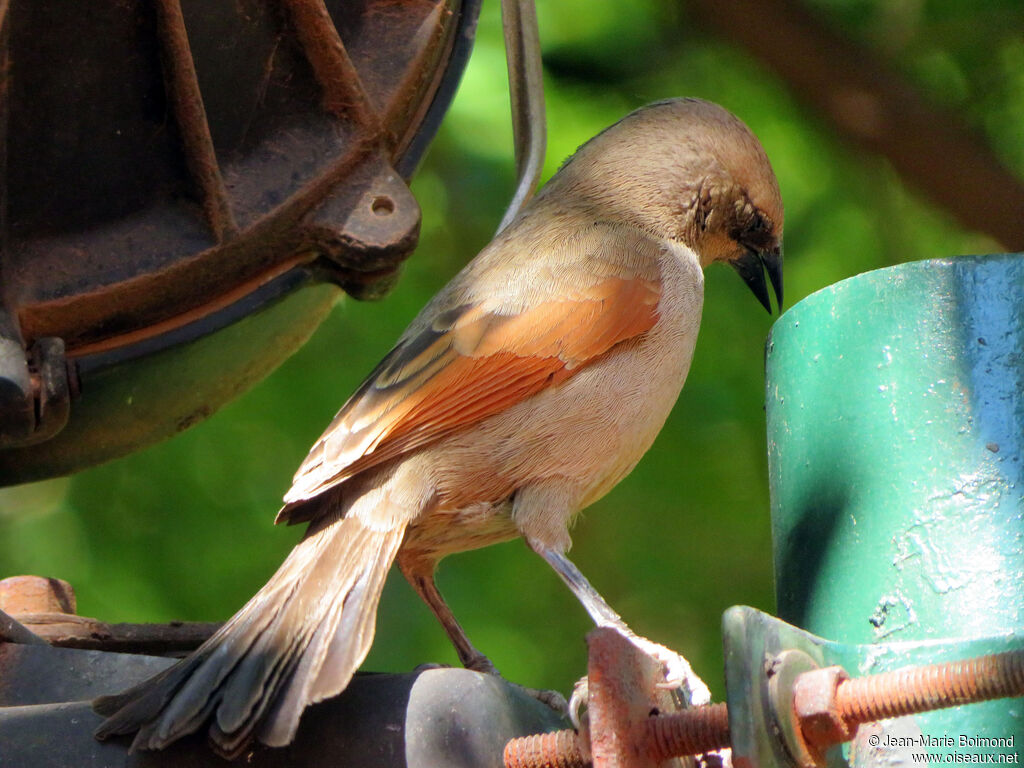Greyish Baywing - Carouge à ailes baies<br />