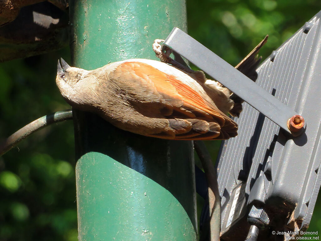 Greyish Baywing - Carouge à ailes baies<br />