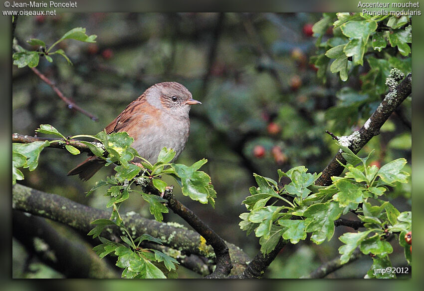 Dunnock