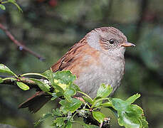 Dunnock