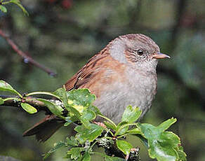 Accenteur mouchet