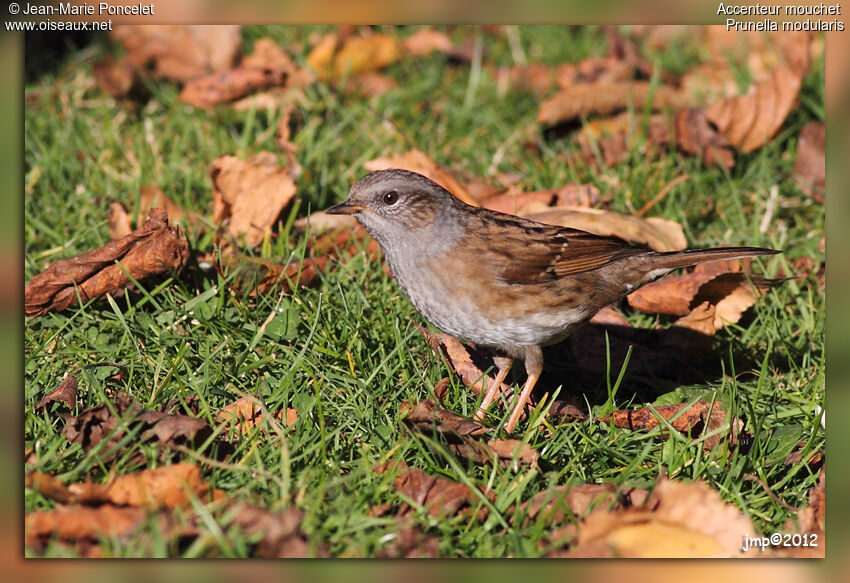 Dunnock