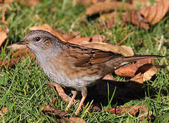 Dunnock