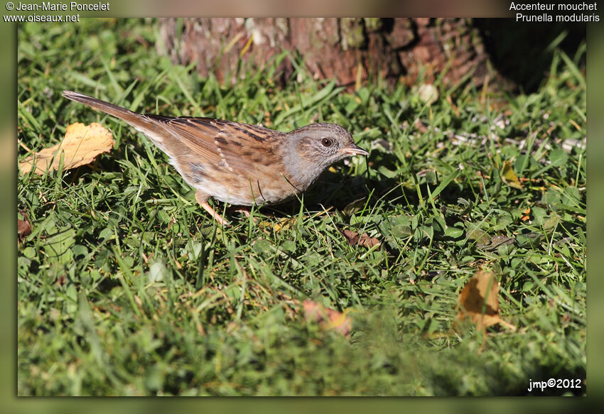 Dunnock