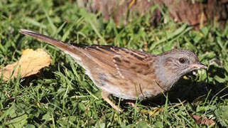 Dunnock