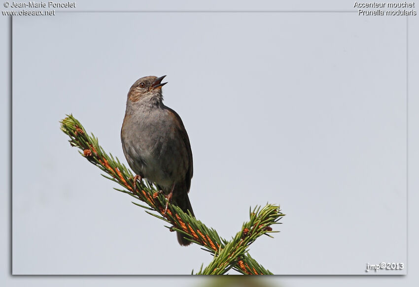 Dunnock