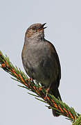 Dunnock