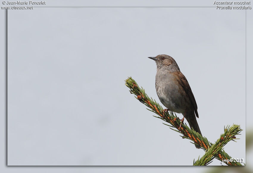 Dunnock