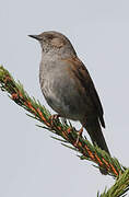 Dunnock