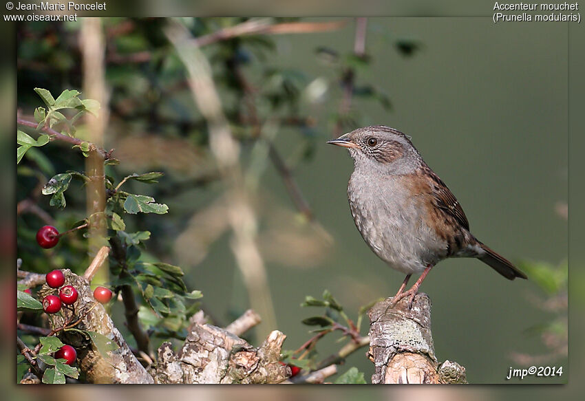 Dunnock