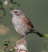 Dunnock