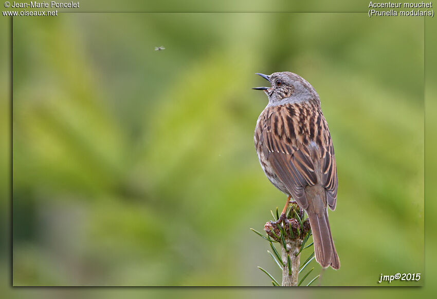 Dunnock