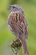 Dunnock