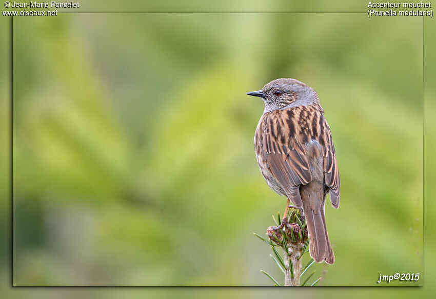 Dunnock