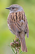 Dunnock