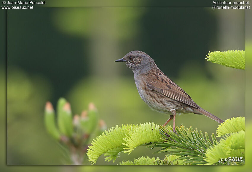 Dunnock