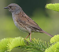 Dunnock