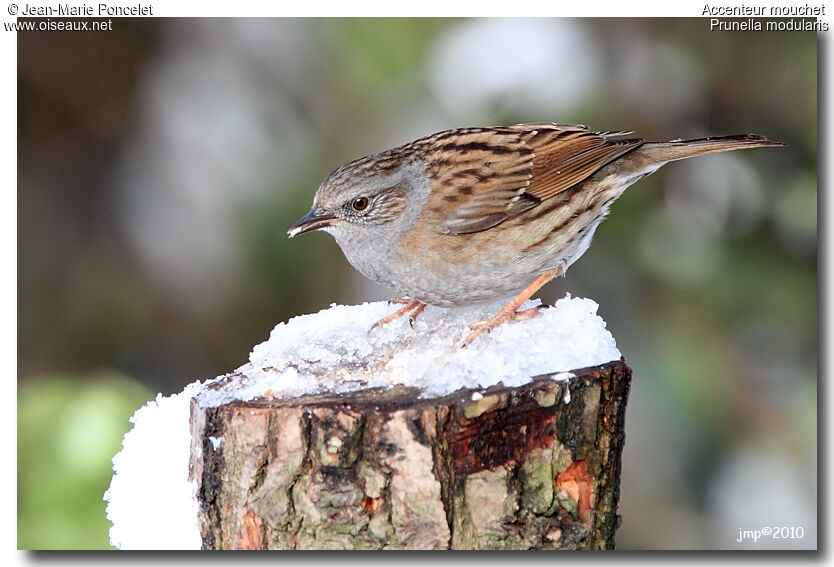 Dunnock