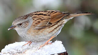 Dunnock