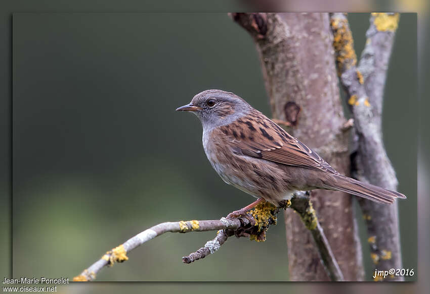 Accenteur mouchetadulte, identification