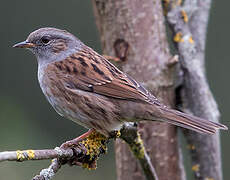 Dunnock