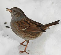 Dunnock