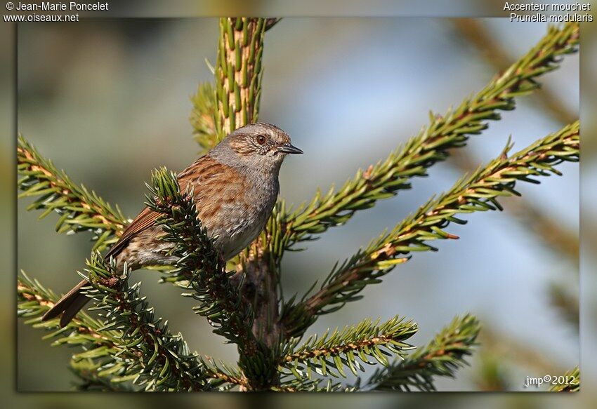 Dunnock