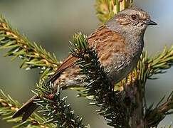 Dunnock