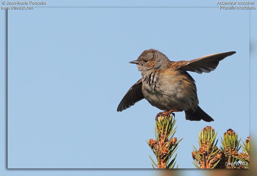 Dunnock