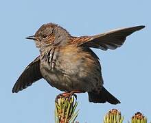 Dunnock