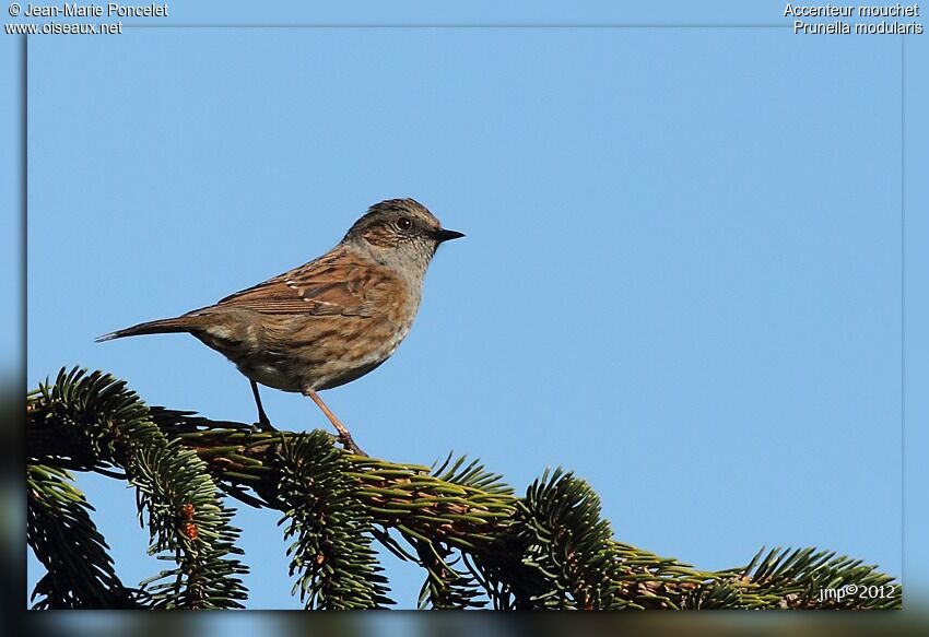 Dunnock