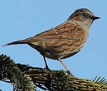 Dunnock