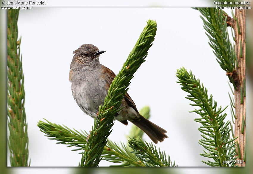 Dunnock