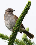 Dunnock