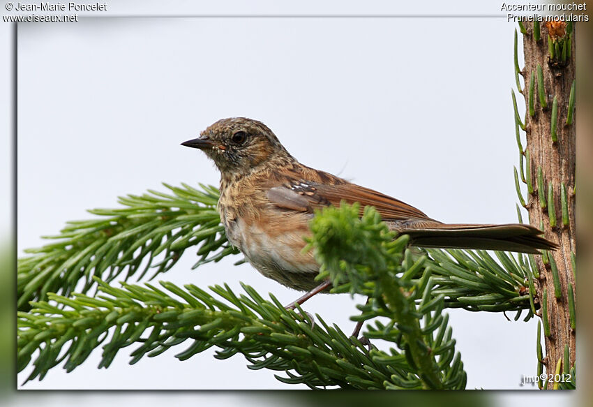 Dunnock