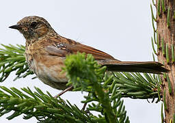 Dunnock