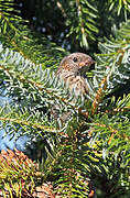 Dunnock