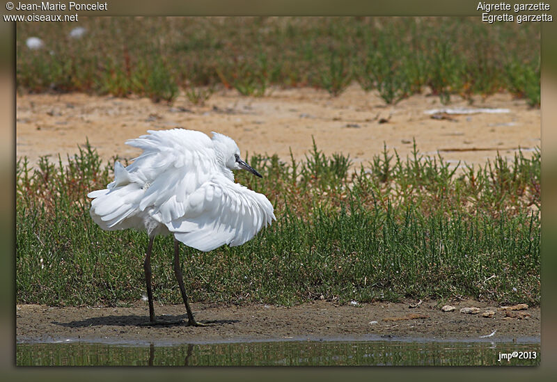 Aigrette garzette