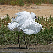 Little Egret