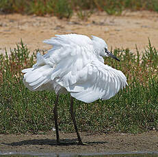 Aigrette garzette