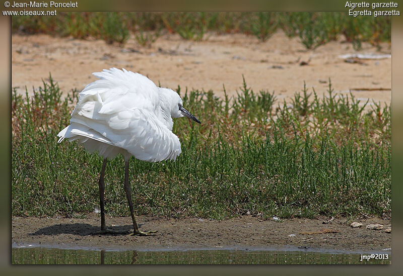 Aigrette garzette