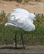 Aigrette garzette