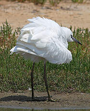 Aigrette garzette