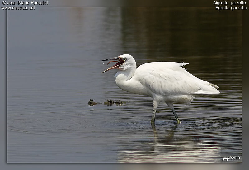 Little Egret