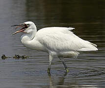 Aigrette garzette